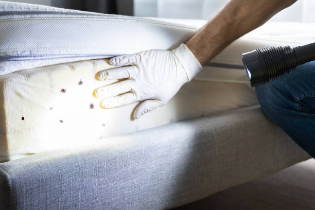 Best Local Pest Control Services  in Brookville, NY